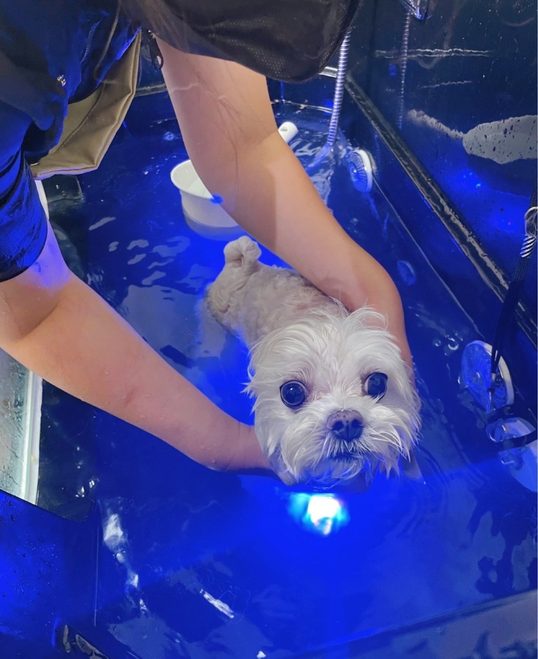 草本SPA